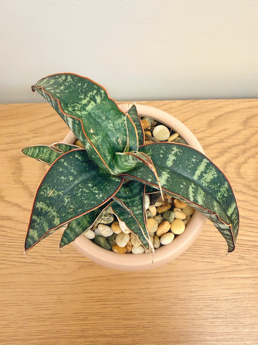Sansevieria Fischeri