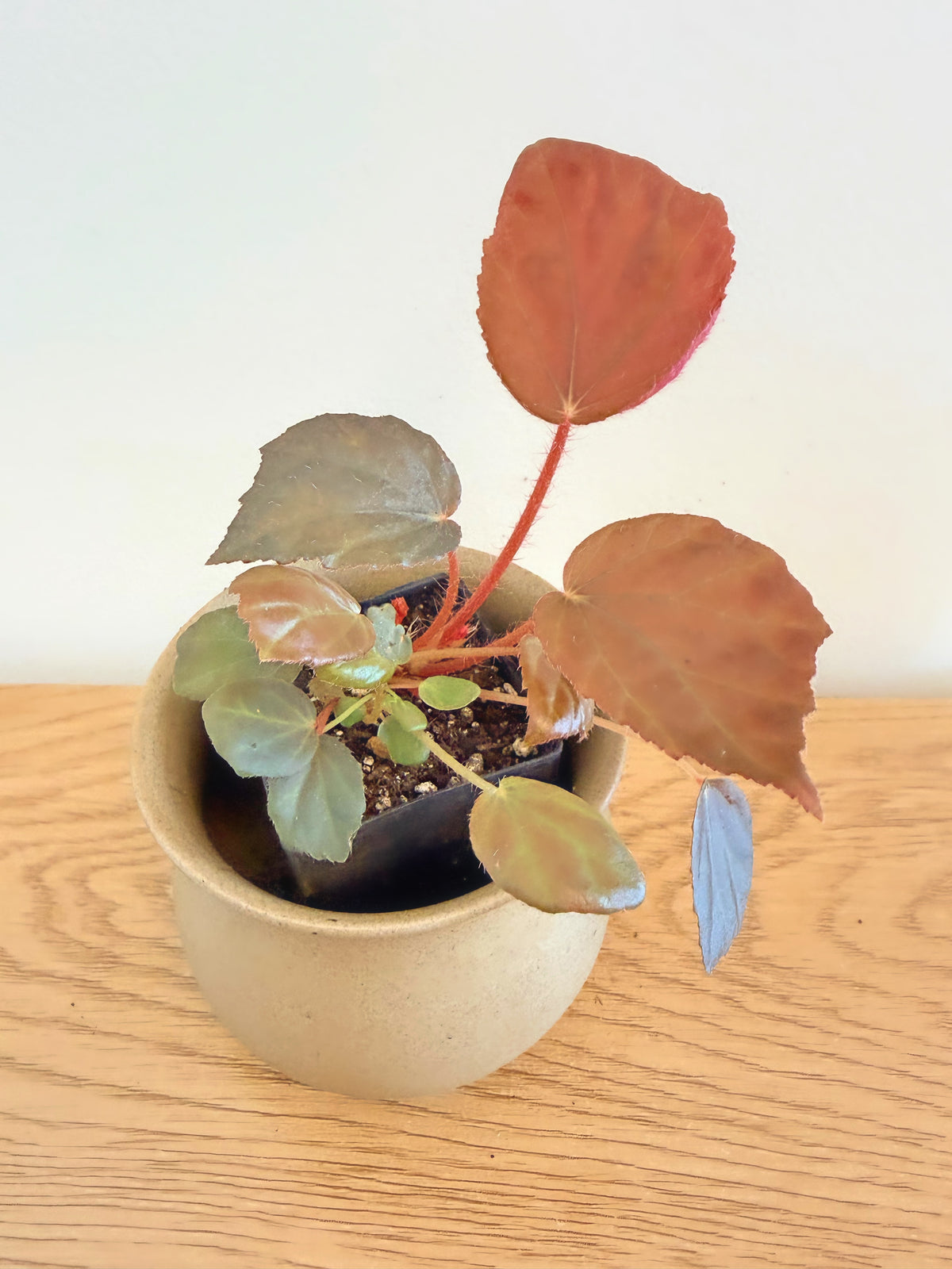 Begonia ‘Garnet’