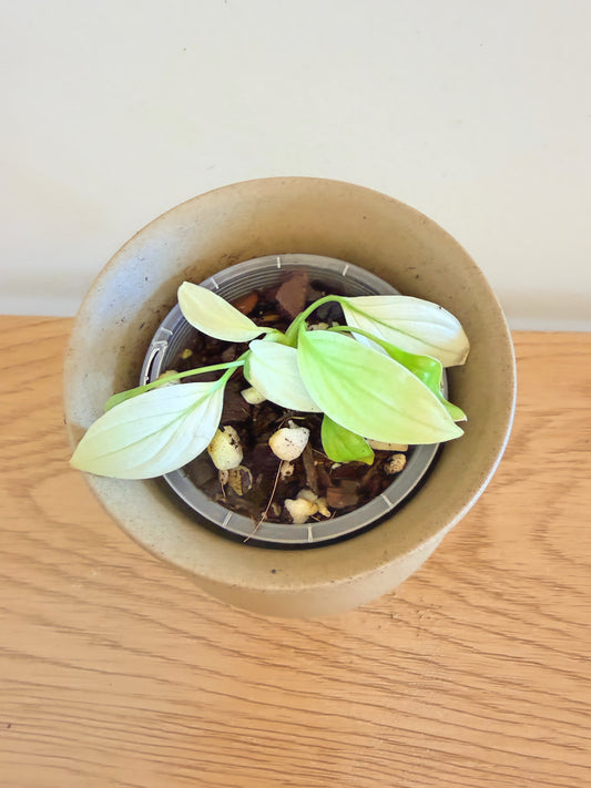 Homalomena Sulcata Cream Frost