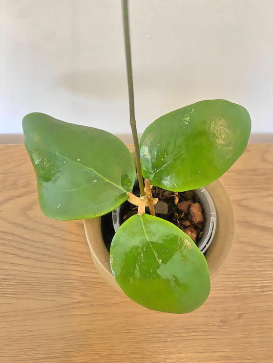 Hoya Perakensis