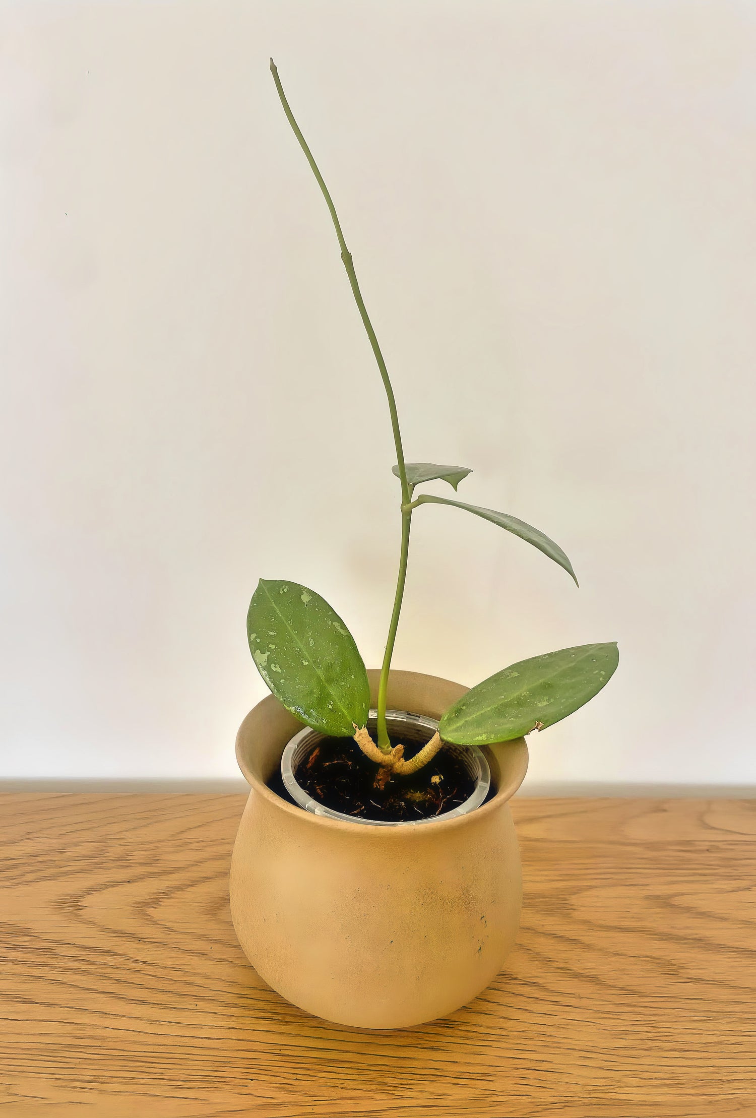 Hoya Parasitica Splash