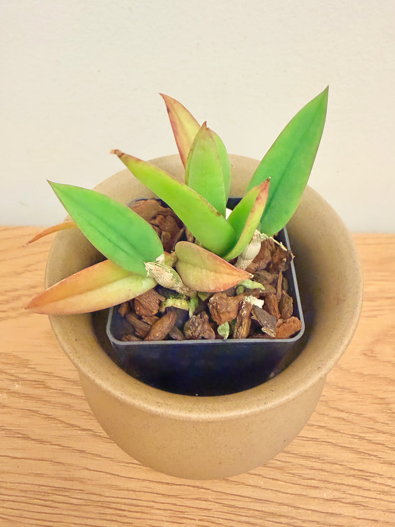 Cattleya Cernua ‘Yellow’ x Brassavola Cordata