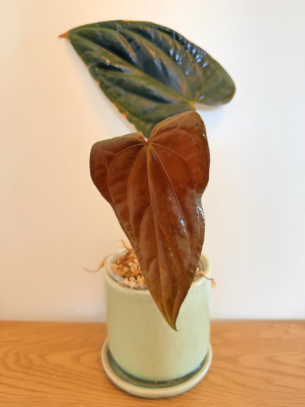 Anthurium Papi LG x Fort Sherman