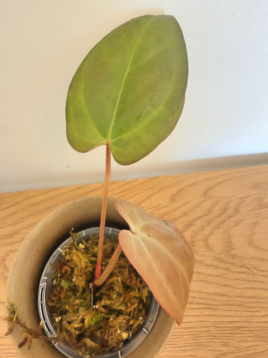 Anthurium Napo X