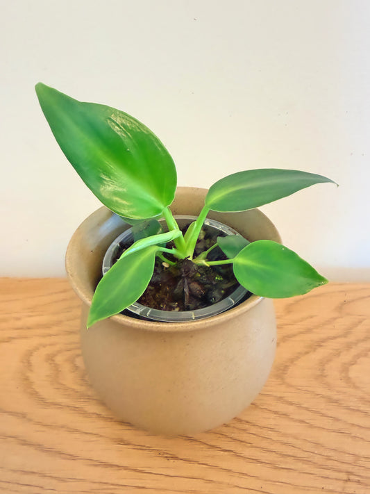 Philodendron Rugosum Aberrant