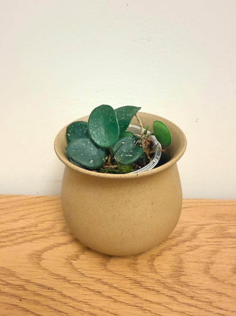 Hoya Mathilde Splash