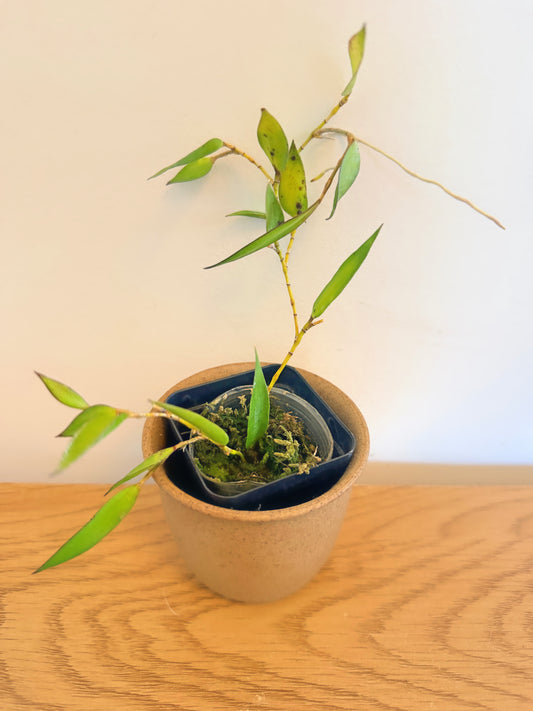 Dendrobium Pugioniforme