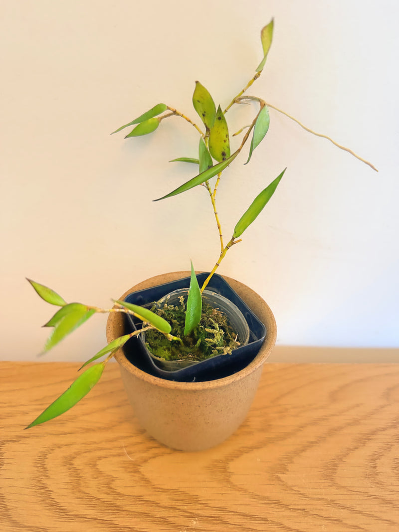 Dendrobium Pugioniforme