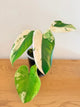Philodendron Ilsemanii Variegated (E)