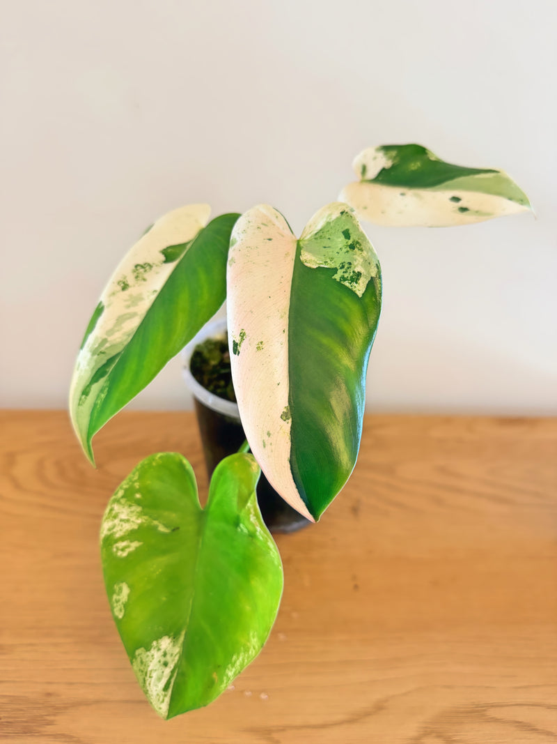 Philodendron Ilsemanii Variegated (E)