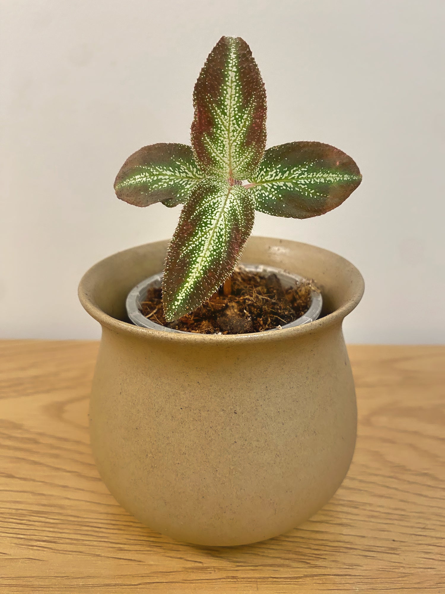 Sonerila sp. Starry Sky