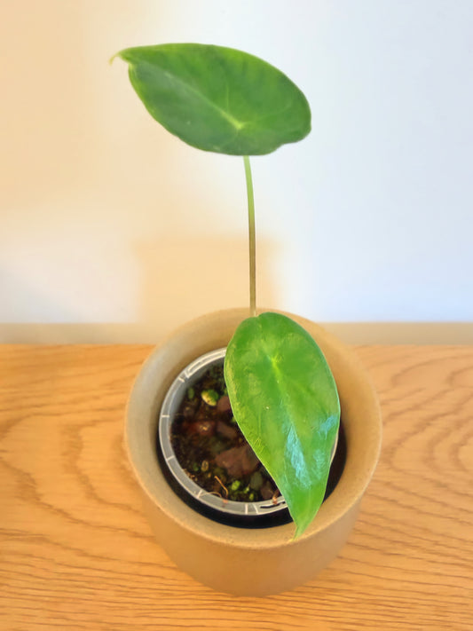 Alocasia Longiloba ‘Purple Vein’