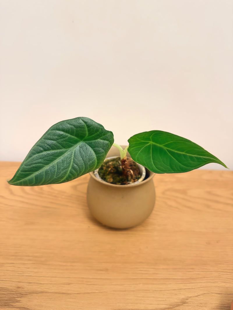 Alocasia Maharani