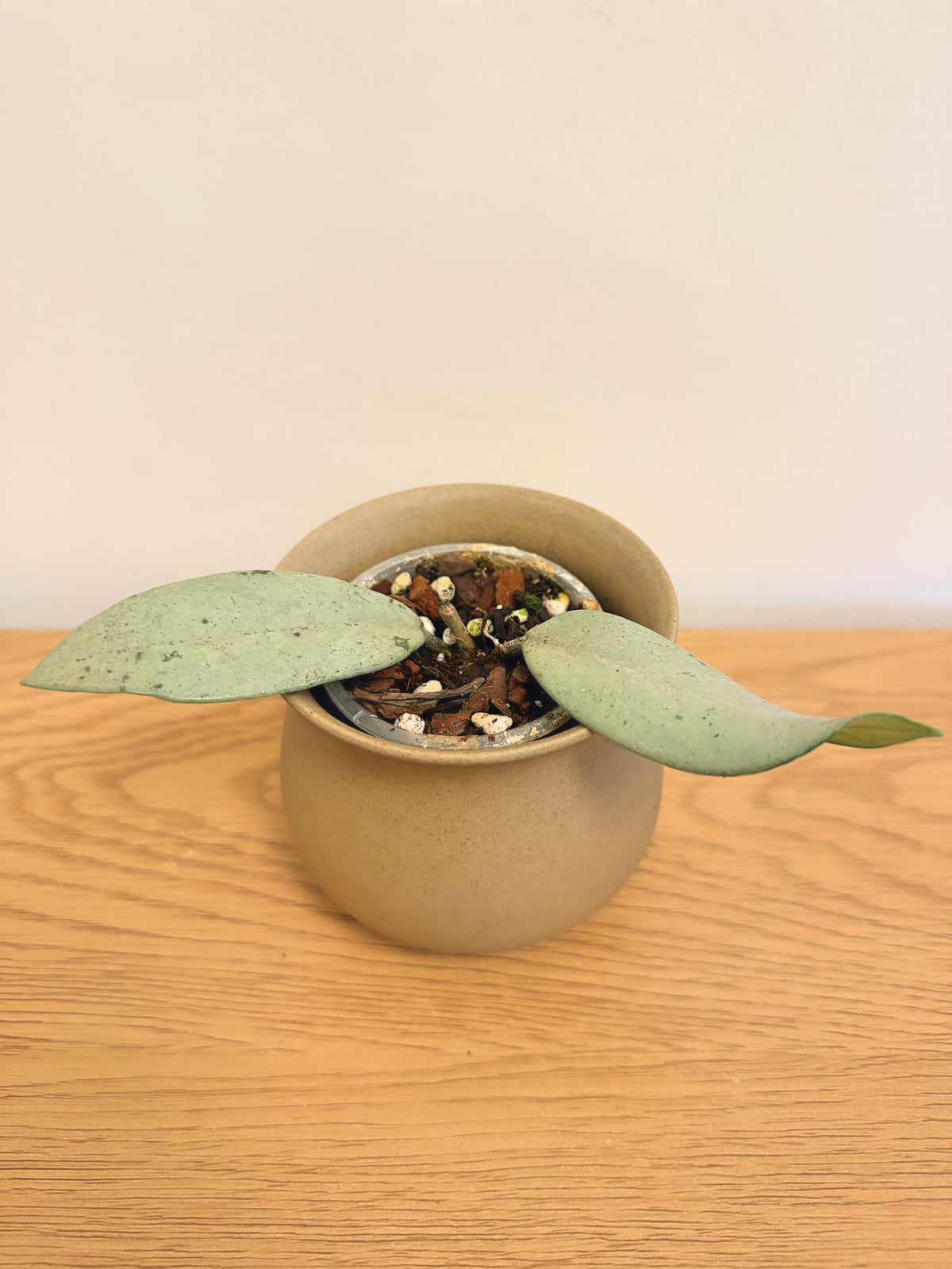 Hoya Carnosa Full Silver (A)
