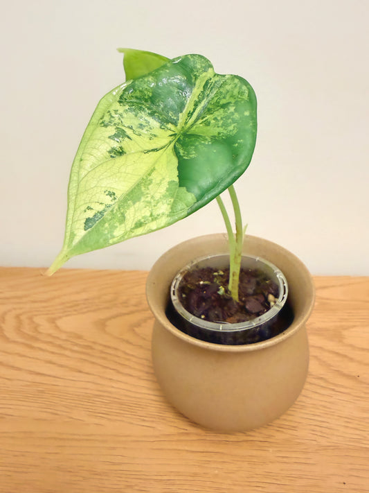 Alocasia Dragon Scale Aurea (C)