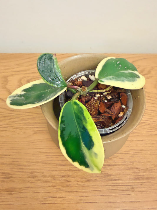 Hoya Obovata Outer Variegated (A)