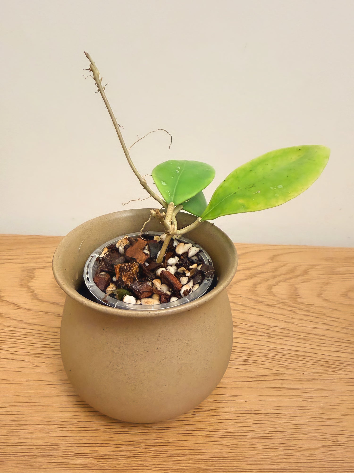 Hoya Rintzii Borneo