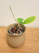 Hoya Rintzii Borneo