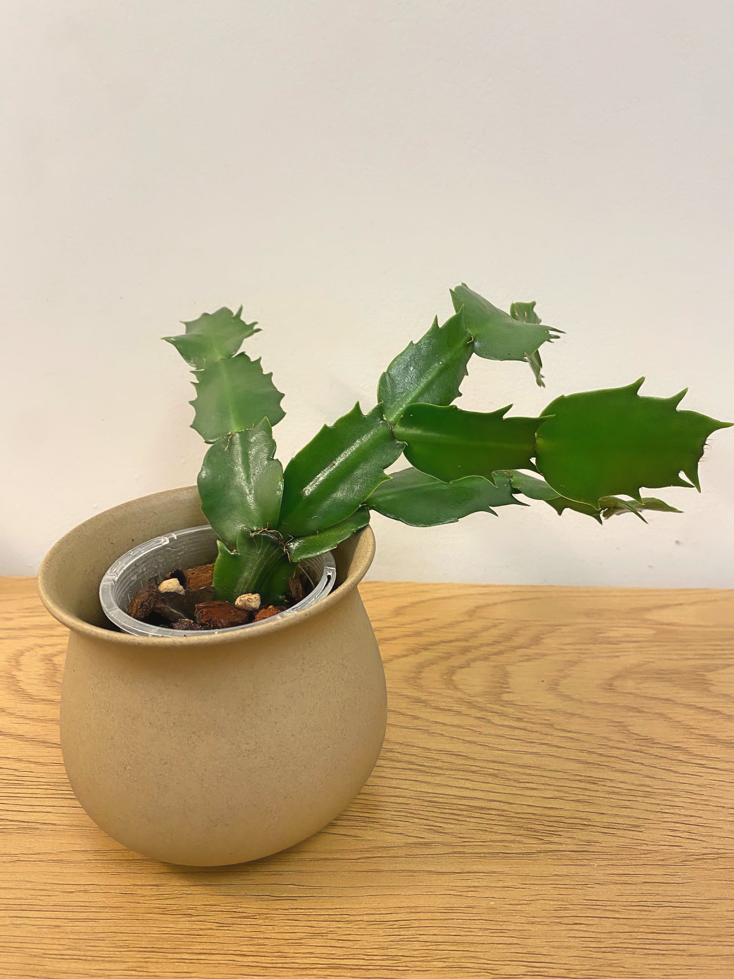 Christmas Cactus