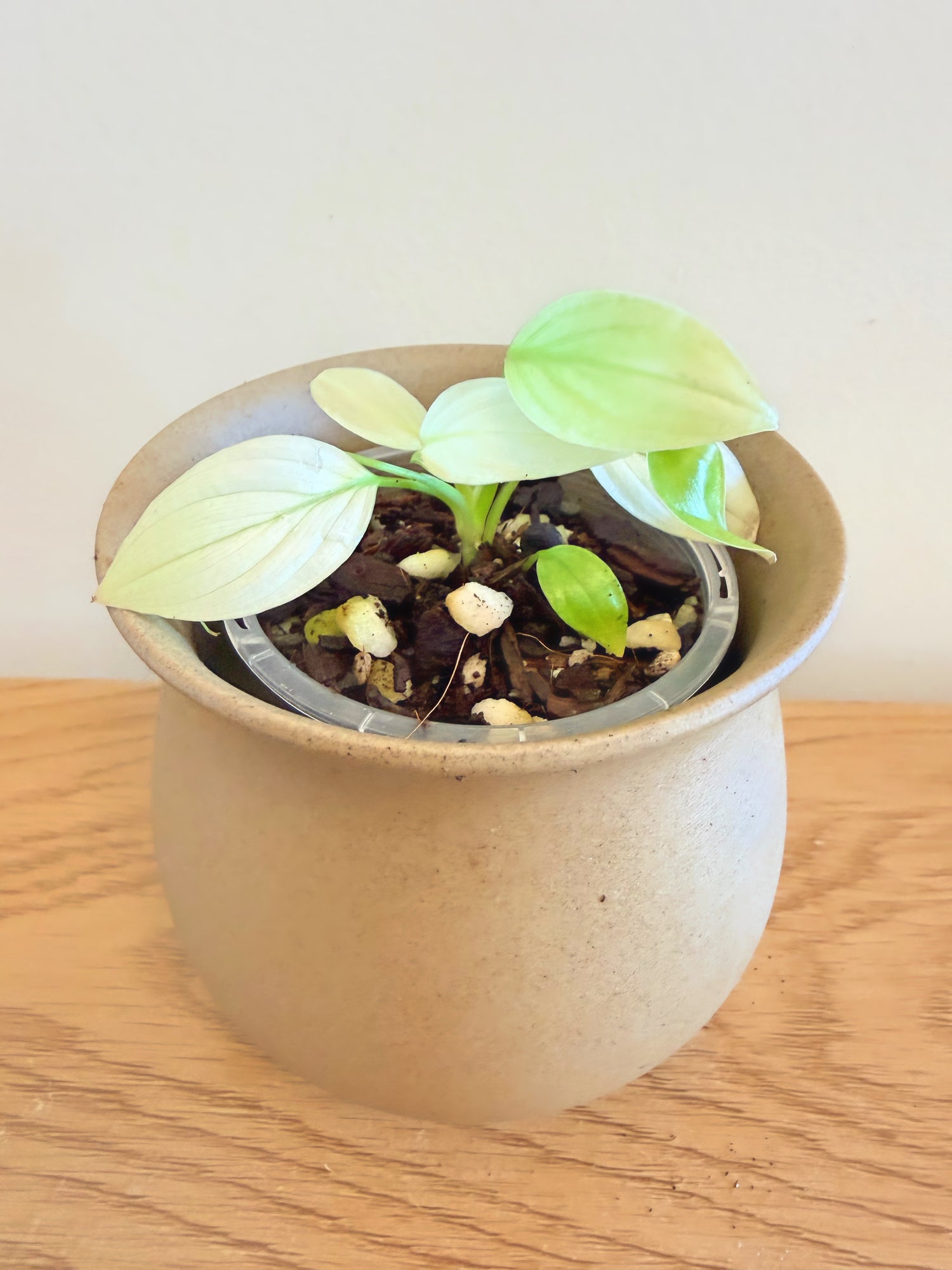 Homalomena Sulcata Cream Frost