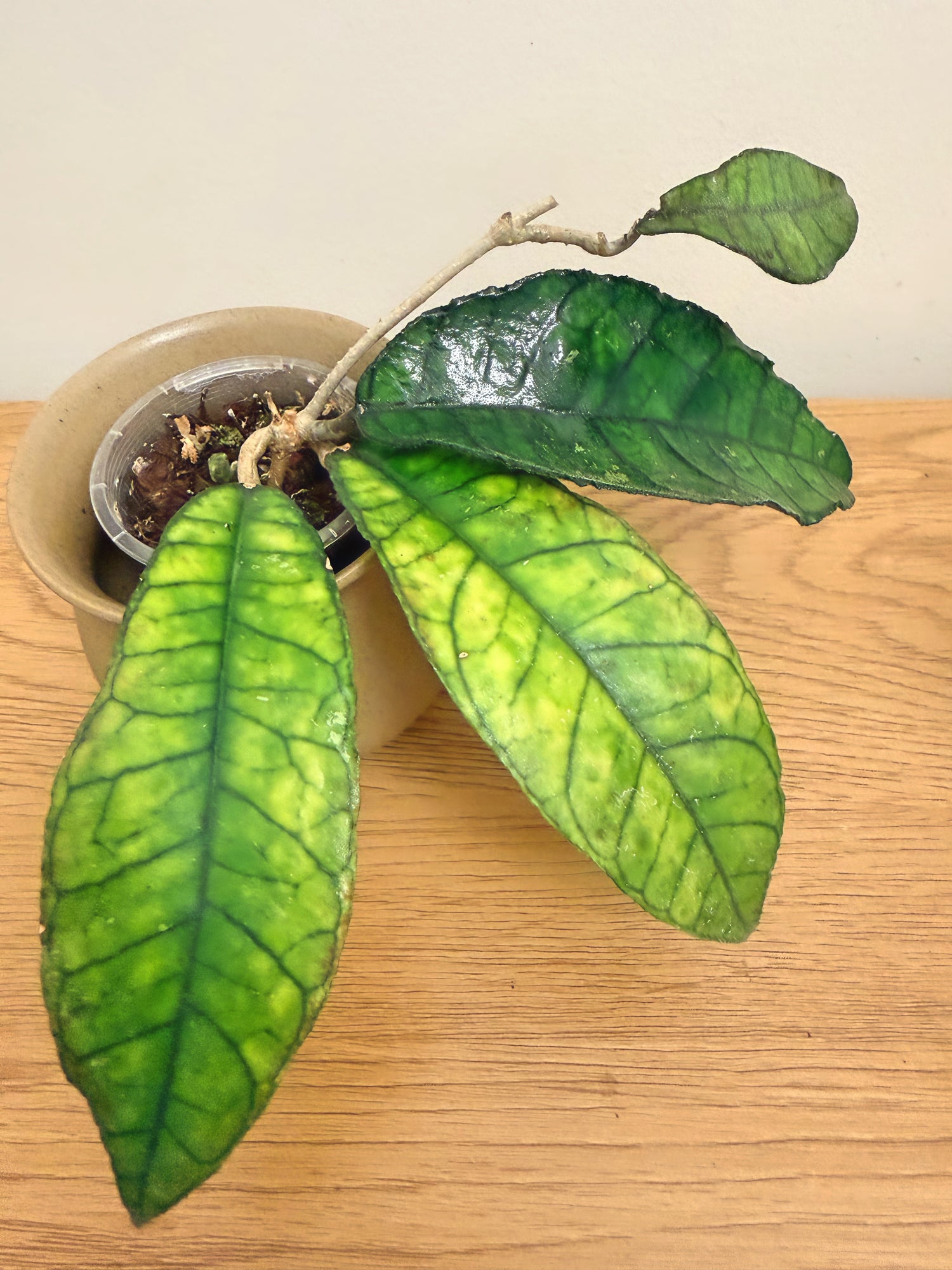 Hoya Finlaysonii