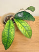 Hoya Finlaysonii