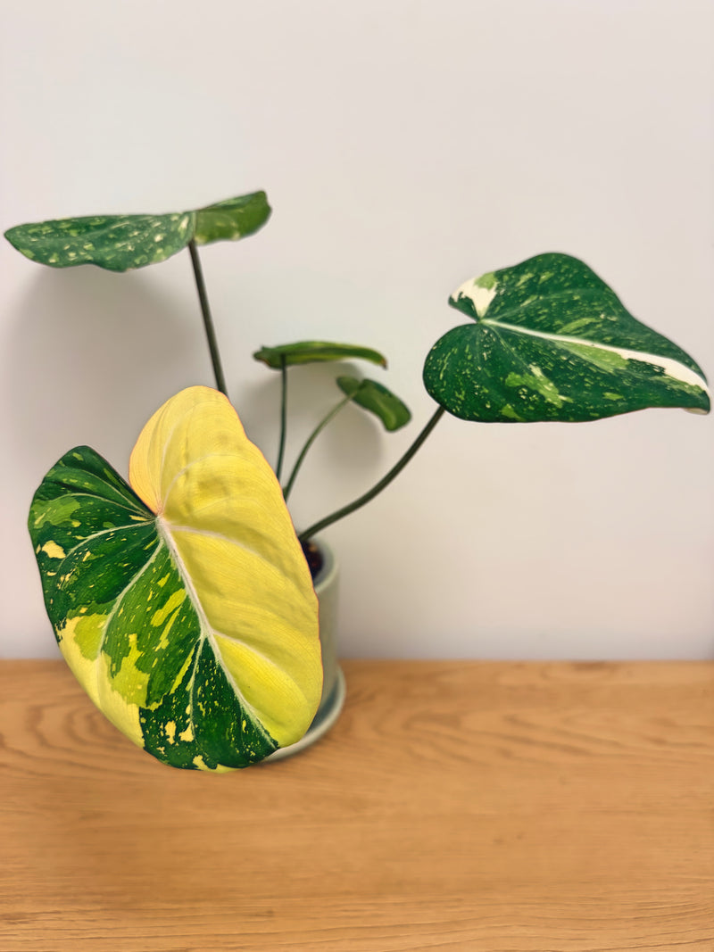 Philodendron Gloriosum Variegated (A)
