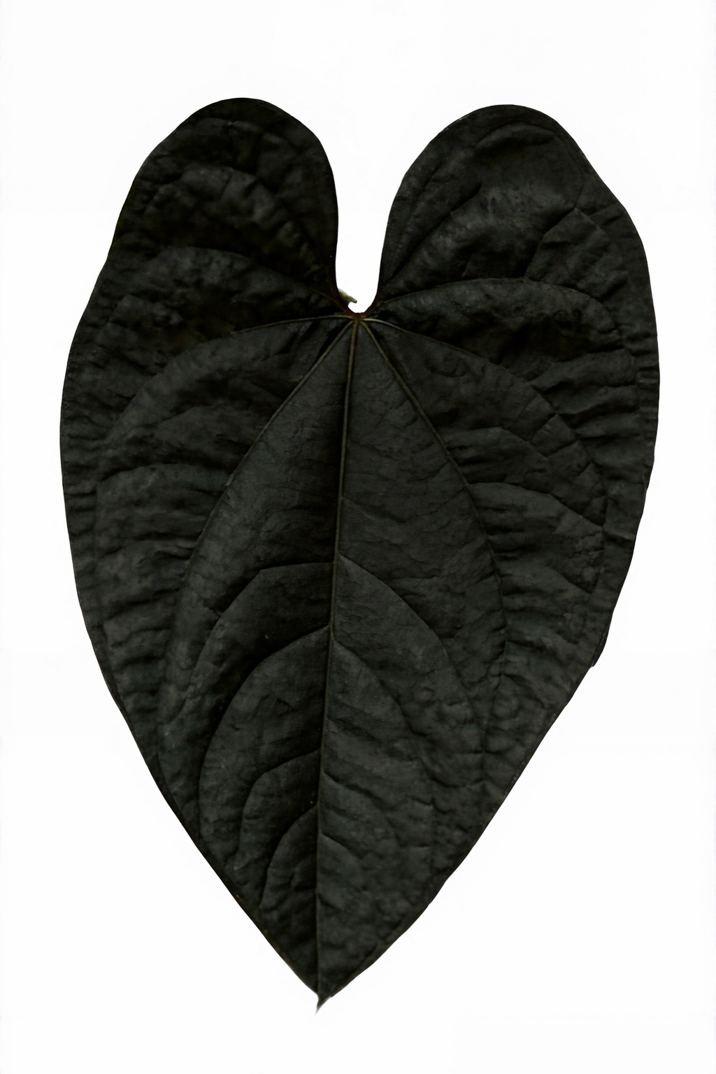 Anthurium Black Magic