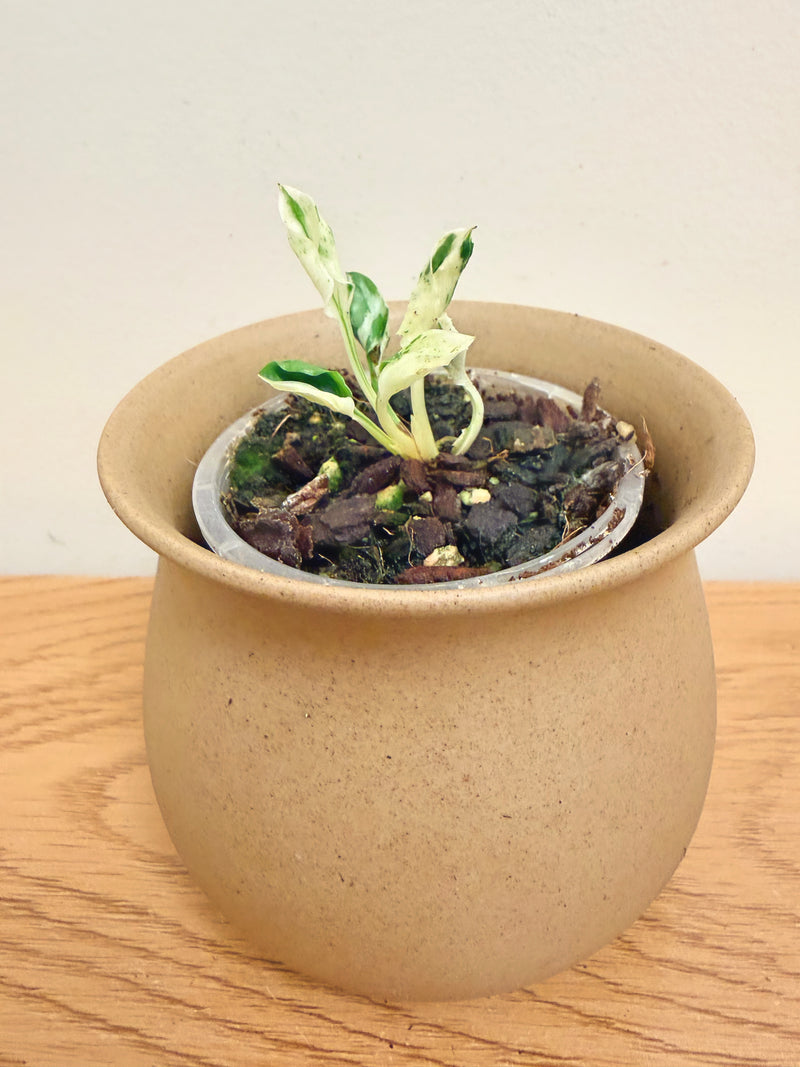 Epipremnum Teruno Love Song