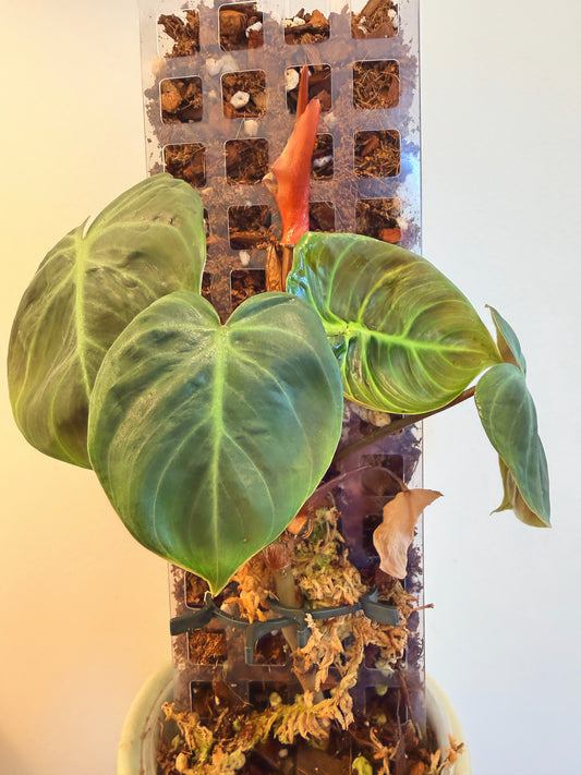 Philodendron El Choco Red