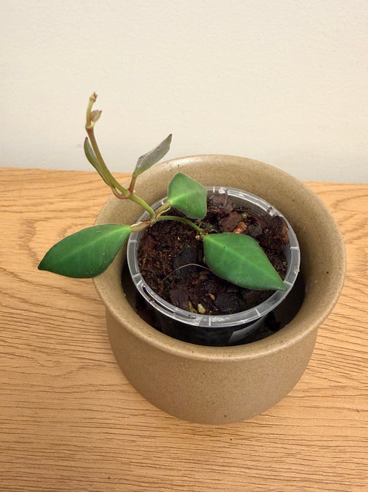 Hoya Burtoniae aff. (B)