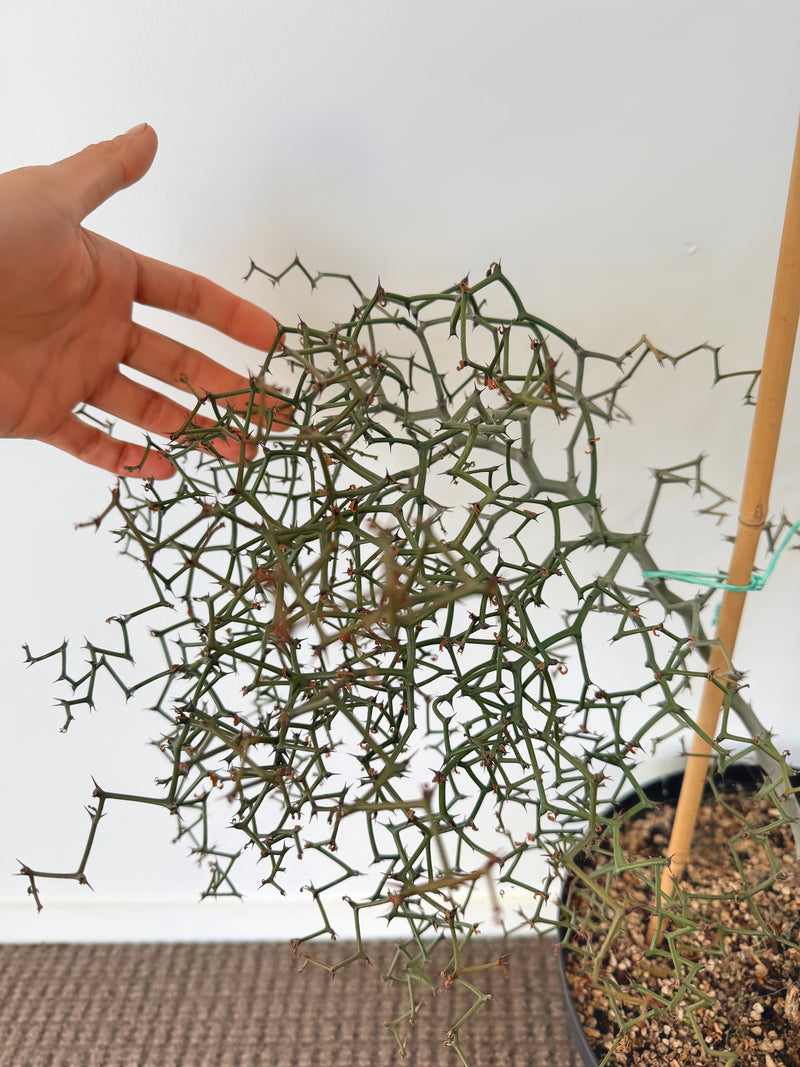 Decarya Madagascariensis