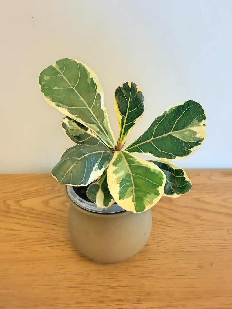 Ficus Lyrata Variegated