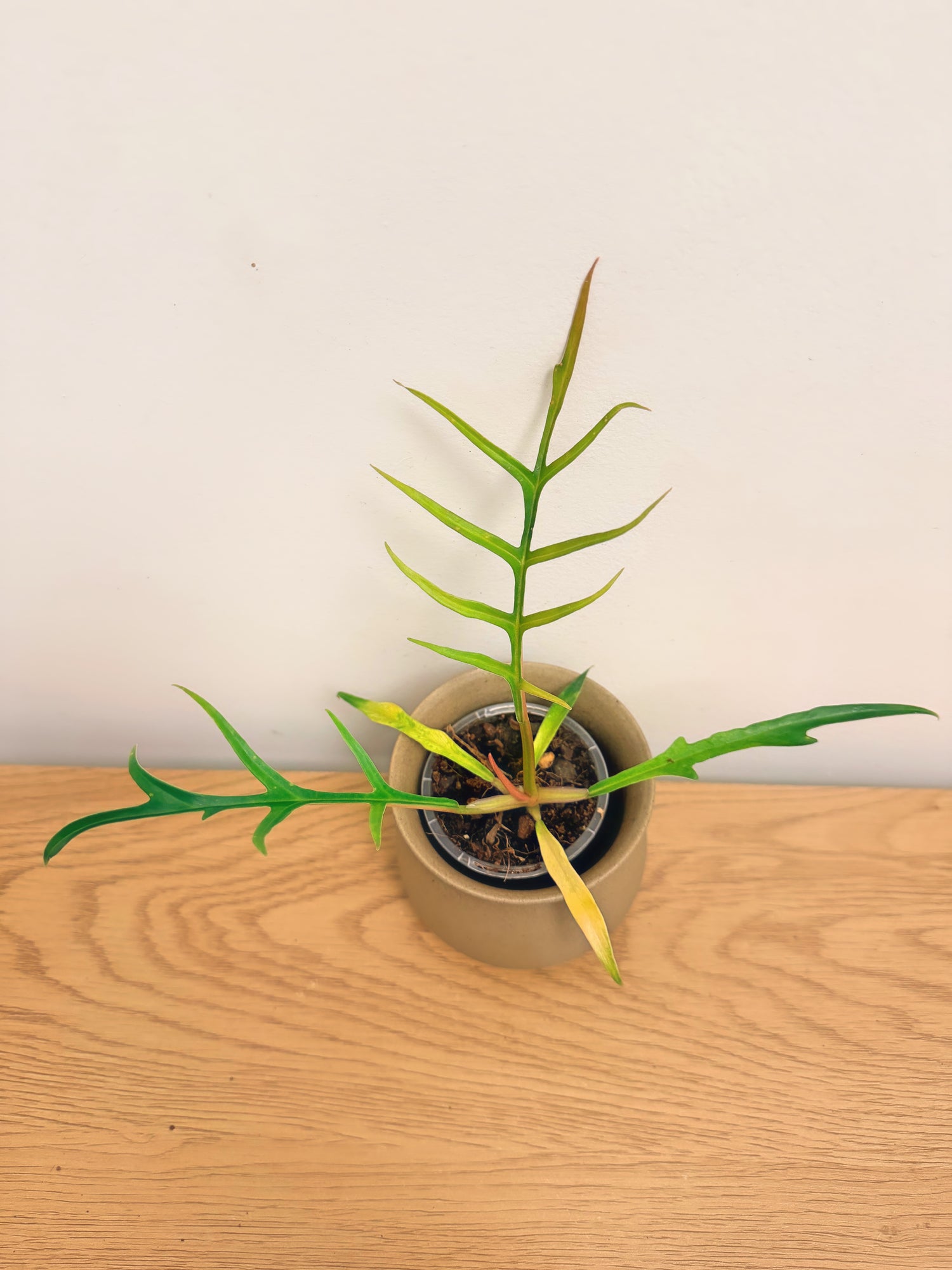 Philodendron Tortum