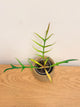 Philodendron Tortum