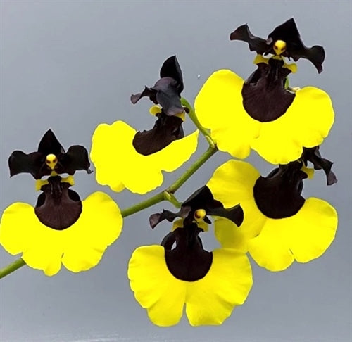 Oncidium (Gomesa) Jiaho Queen ‘Jiaho’ FCC/AOS, GM/TOGA