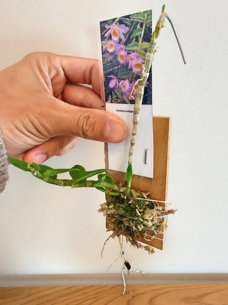 Dendrobium Loddigesii