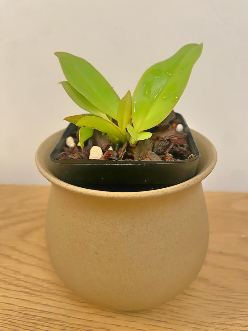 Cattleya Dinard ‘Blue Heaven’ AM/AOS