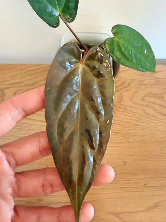 Anthurium Lago Gatun x Fort Sherman
