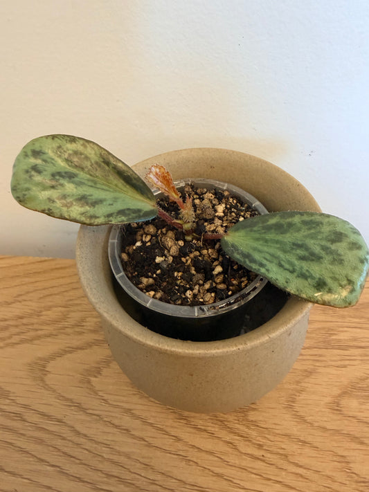 Begonia Blancii (Mottled Form)