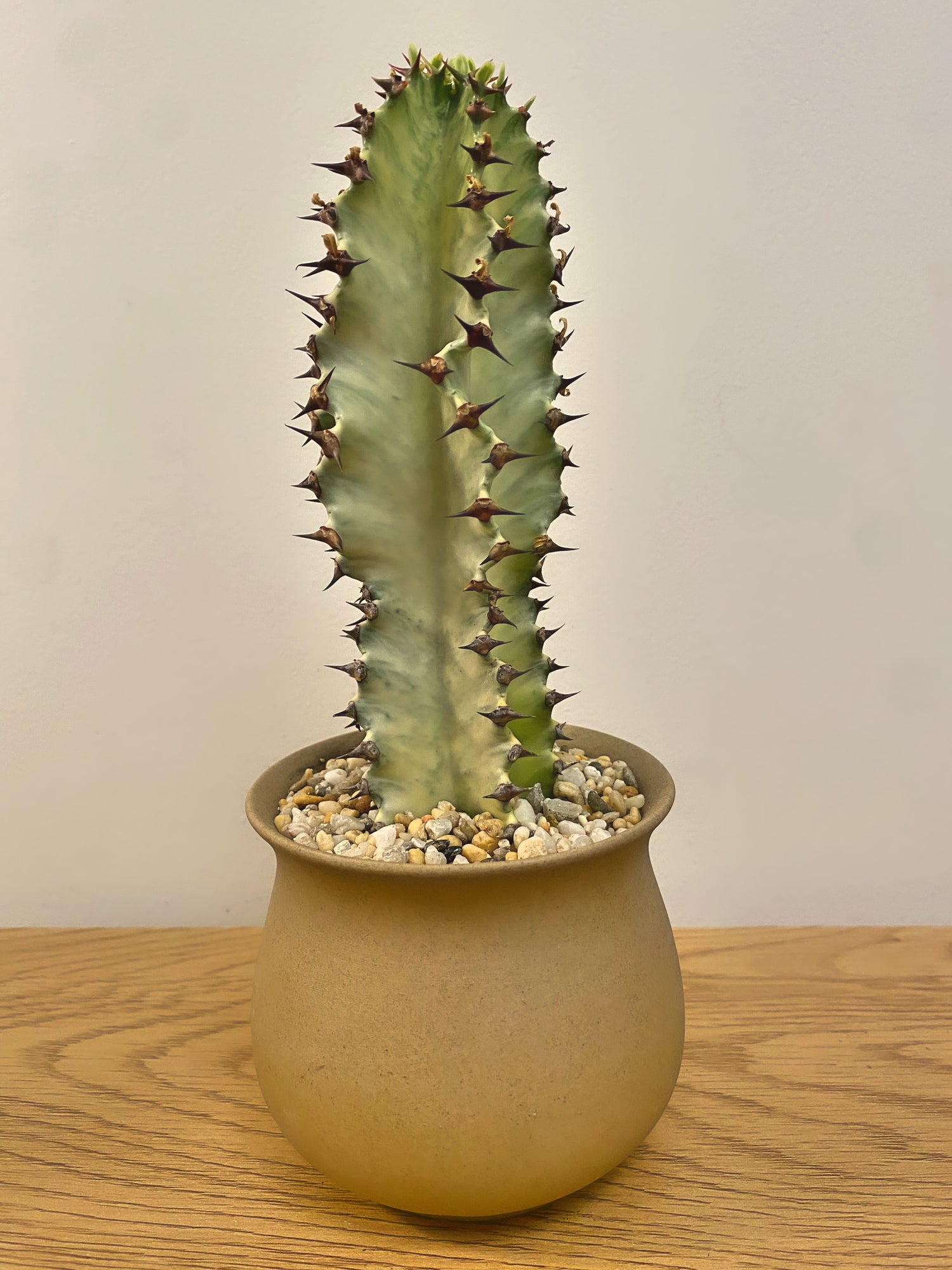 Euphorbia Amnak