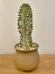 Euphorbia Amnak