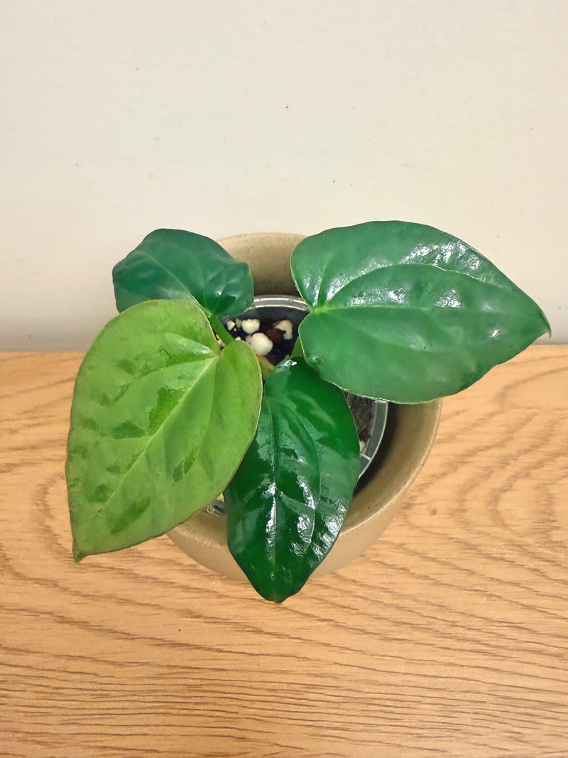 Anthurium David Portilla