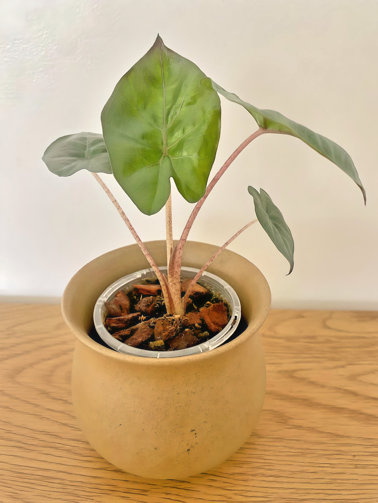 Alocasia Yucatan Princess