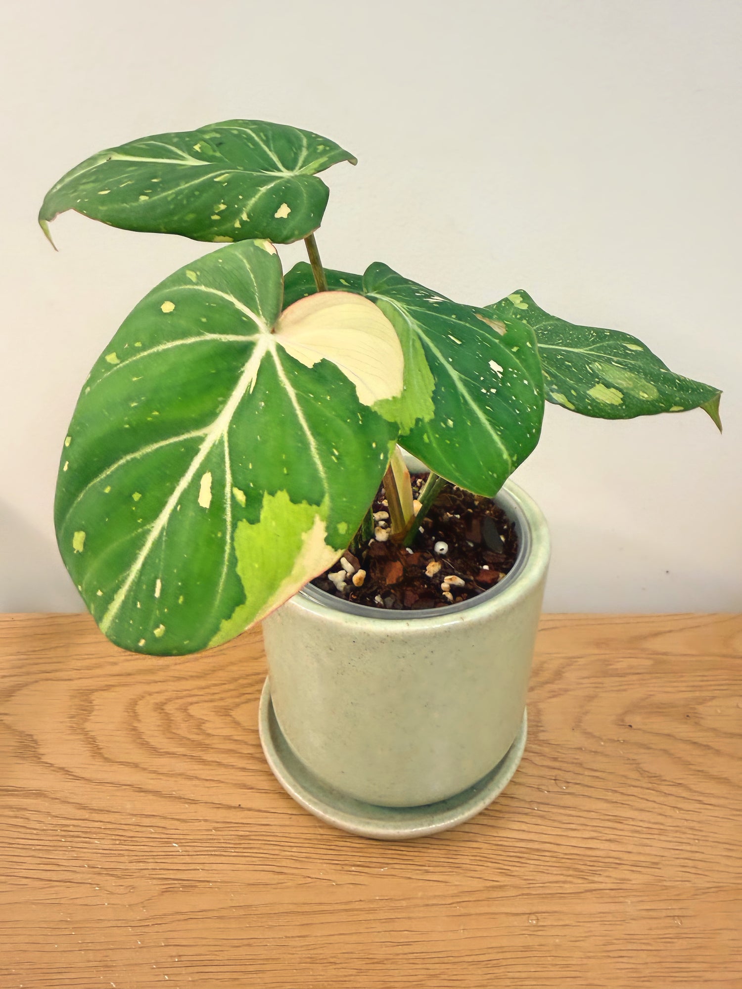 Philodendron Gloriosum Variegated (C)