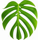 Monstera Deliciosa ‘Sierrana’