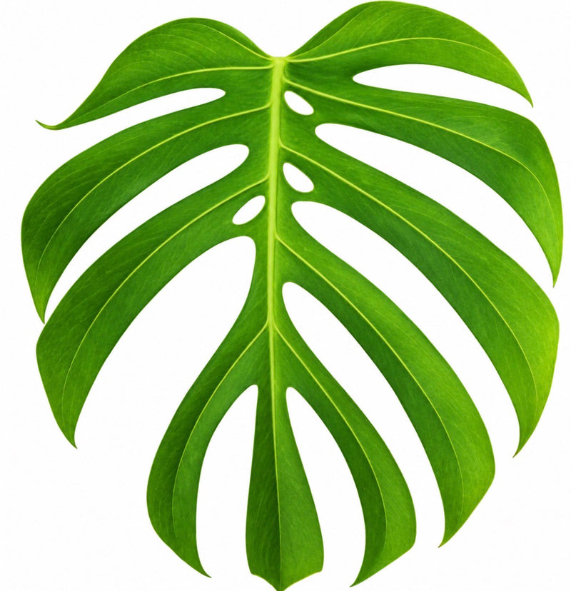 Monstera Deliciosa ‘Sierrana’