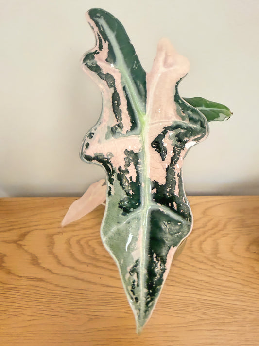 Alocasia Nobilis Pink