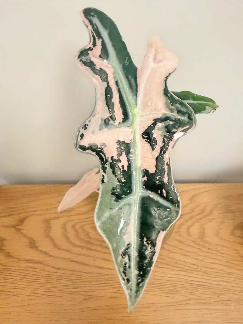Alocasia Nobilis Pink