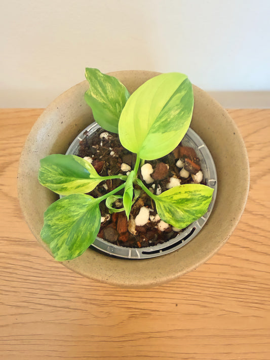 Homalomena Rubescens Aurea